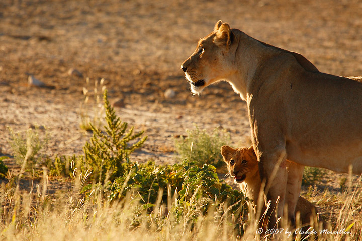 Lion