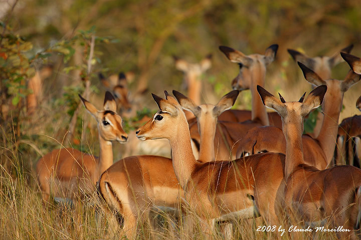 Impalas