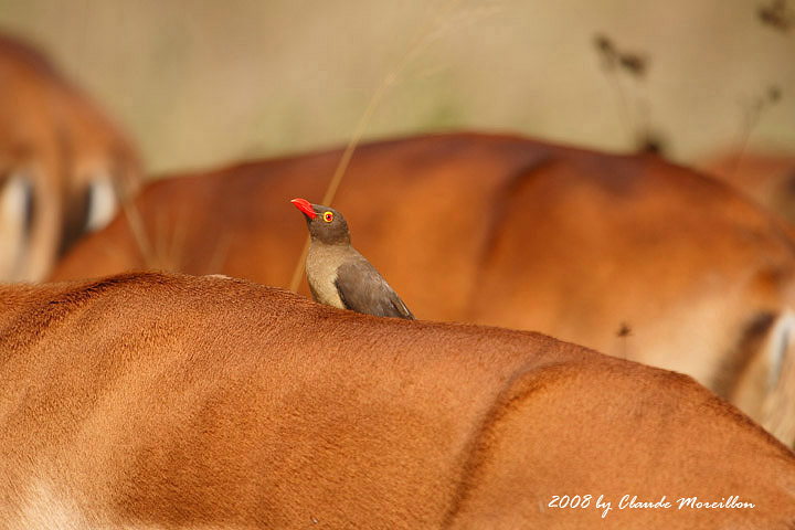 Red- billed Oxpecker