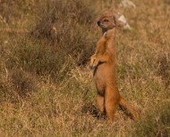 Yellow Mongoose surveying the scenery