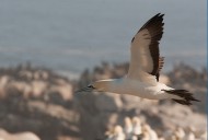 Cape Gannet in flight over colony