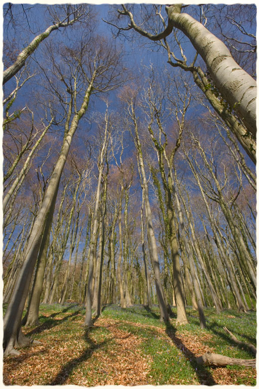 Standish Woods, spring