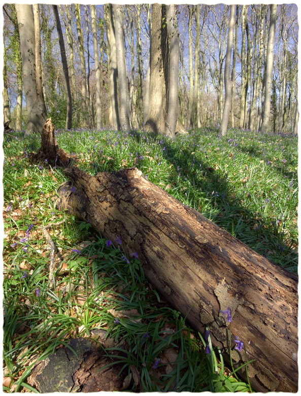 Standish Woods, spring(3)