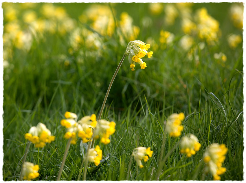 Cowslips, Burleigh