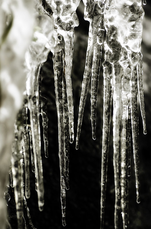 Icicles, Roche Abbey, Notts.