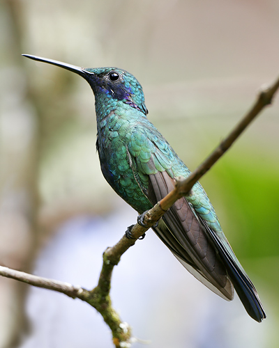 Sparkling Violetear