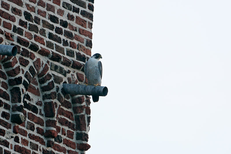 Peregrine Falcon