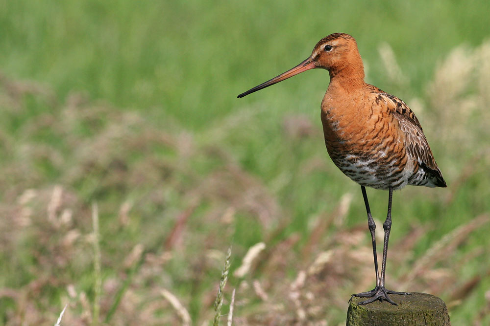 Black-tailed Godwit