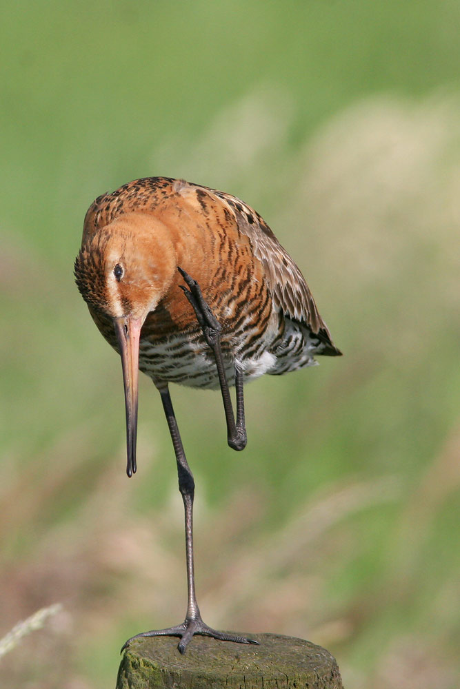 Black-tailed Godwit