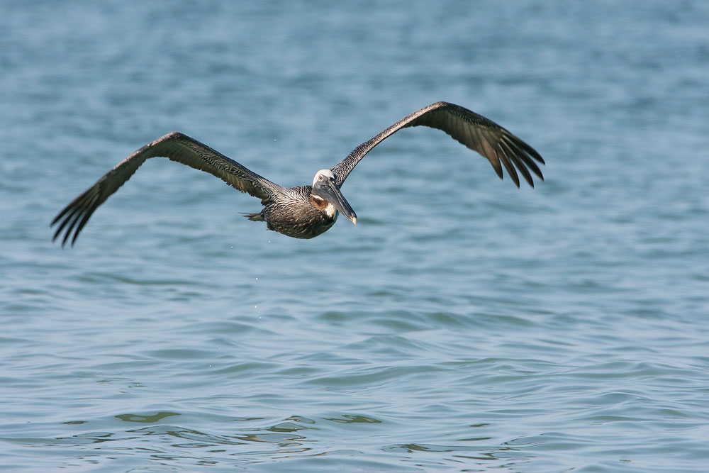 Brown Pelican