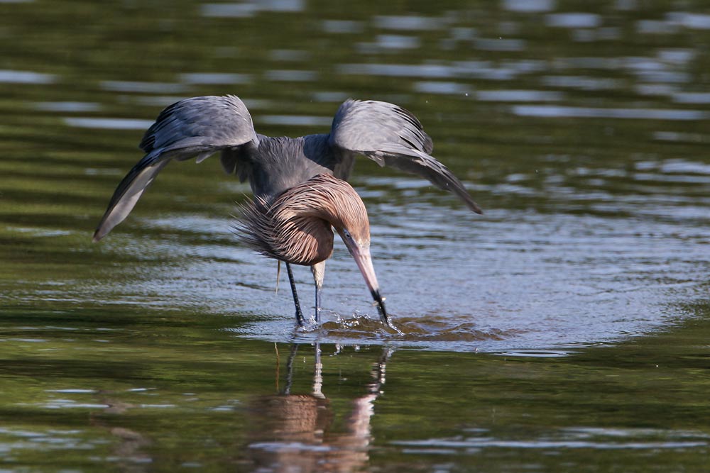 Reddish Egret