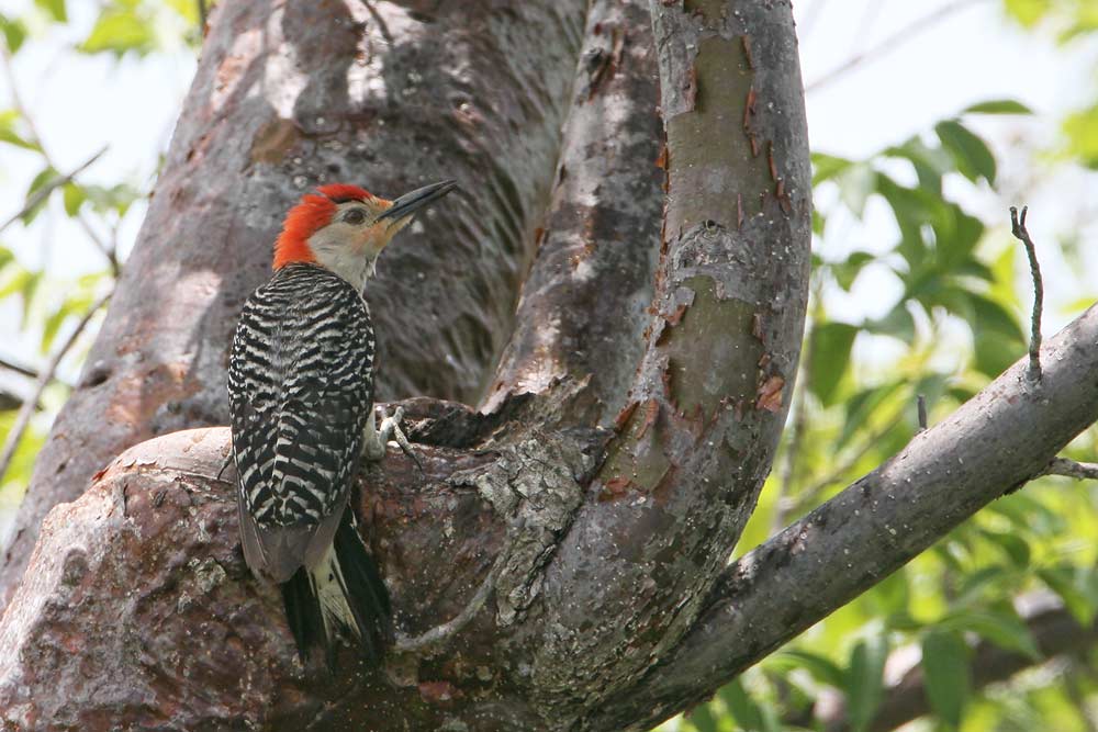 Red-bellied Woodpecker