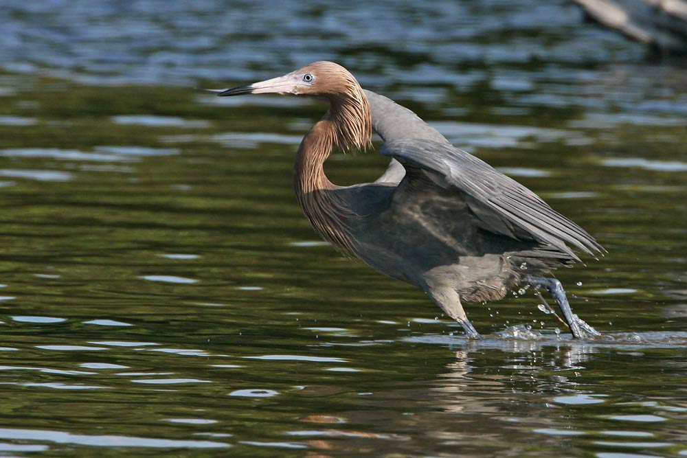 Reddish Egret