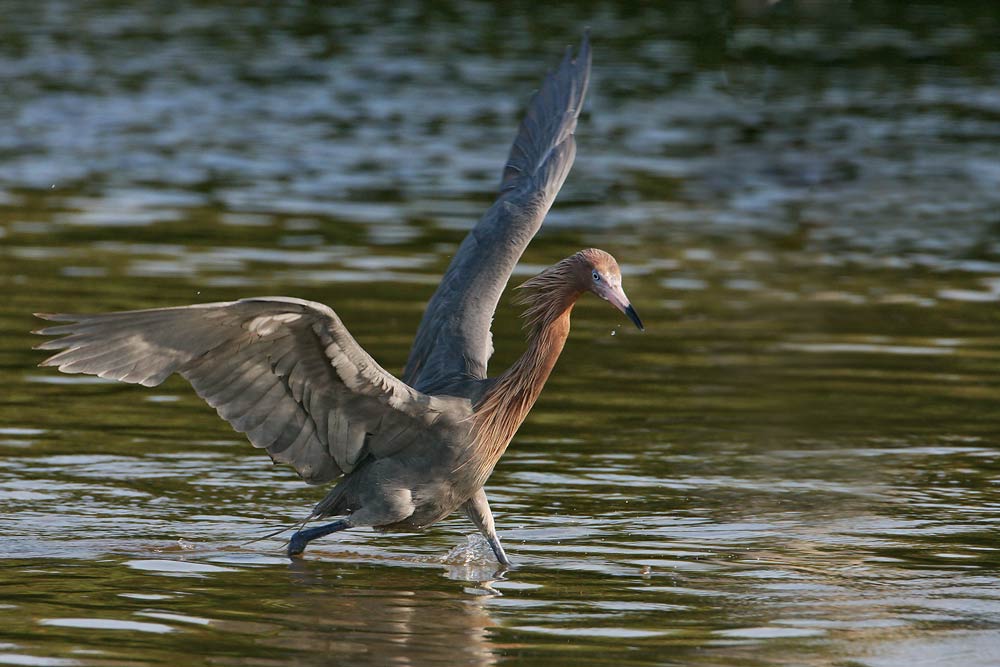 Reddish Egret