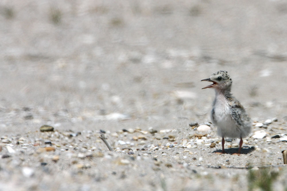 Least Tern