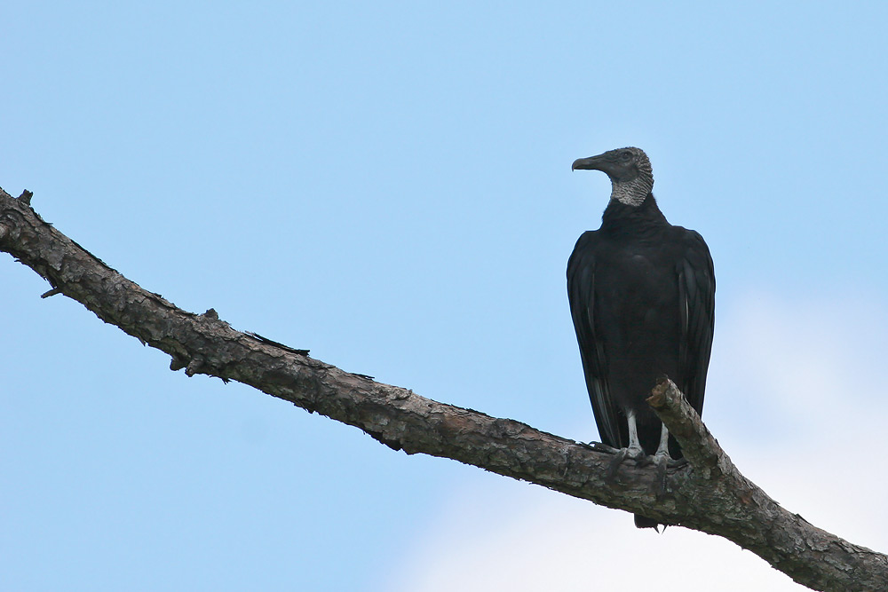 Black Vulture