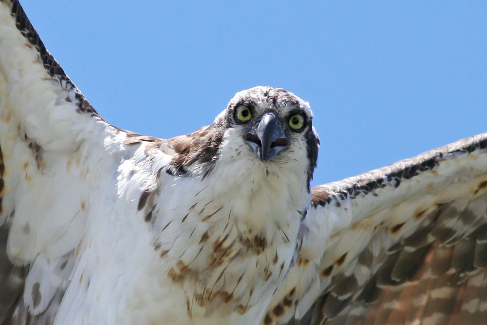 Osprey