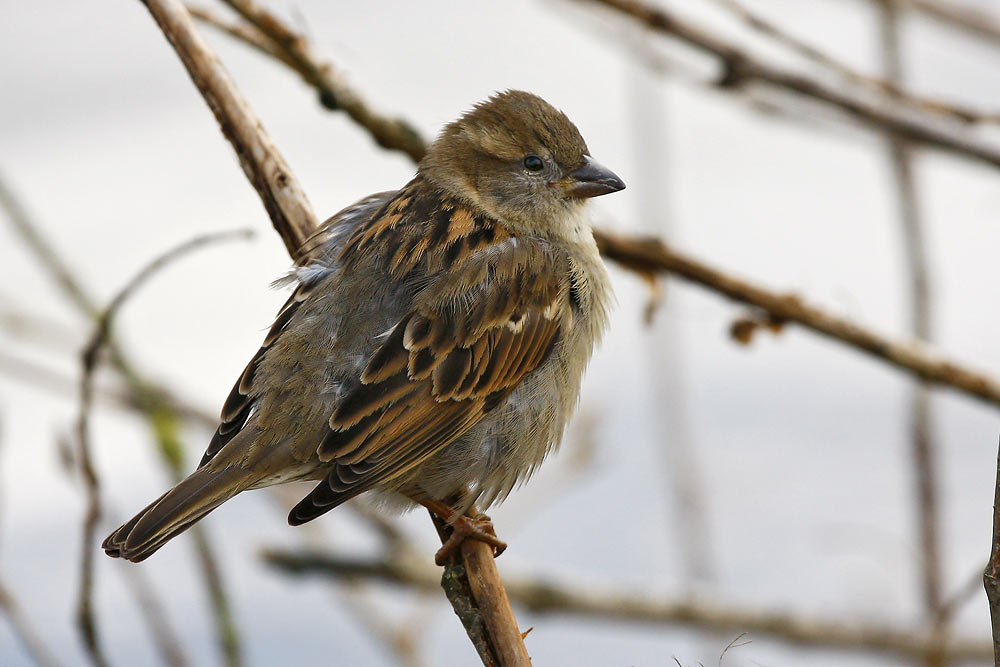 House Sparrow