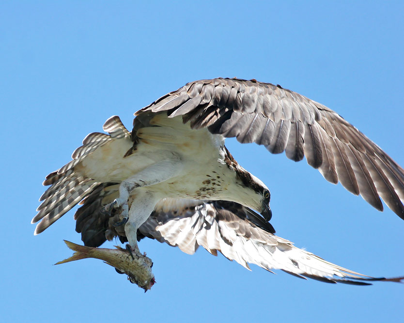 Osprey