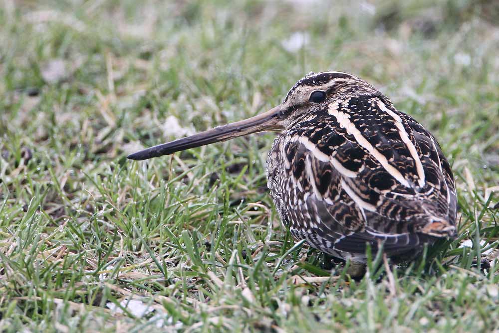 Snipe