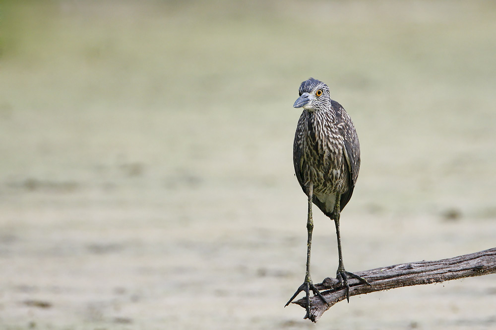 Yellow-crowned Night Heron