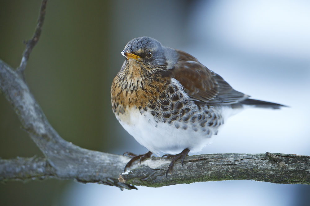 Fieldfare