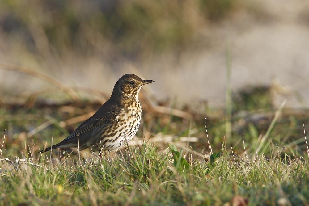 Song Thrush