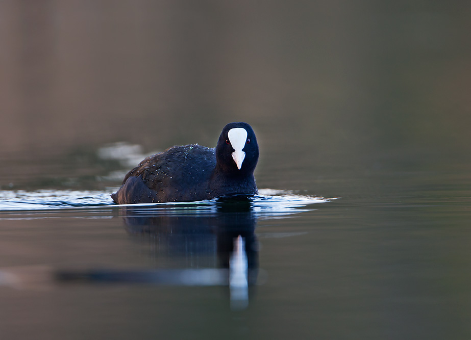 Coot