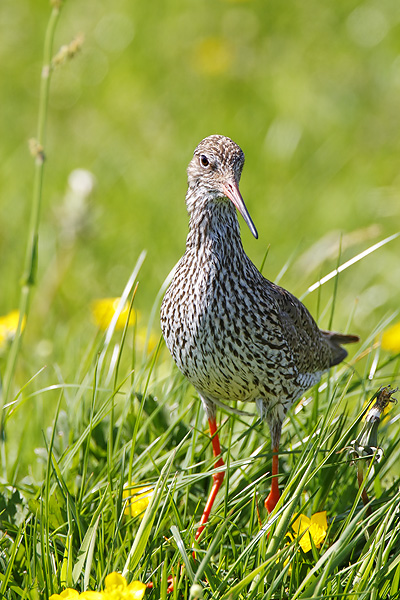 Redshank