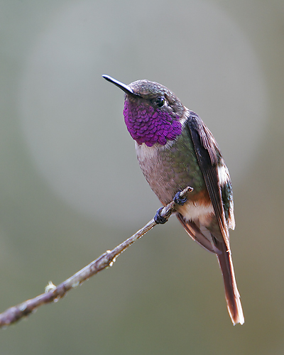 Purple-throated Woodstar