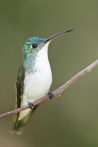 Andean Emerald