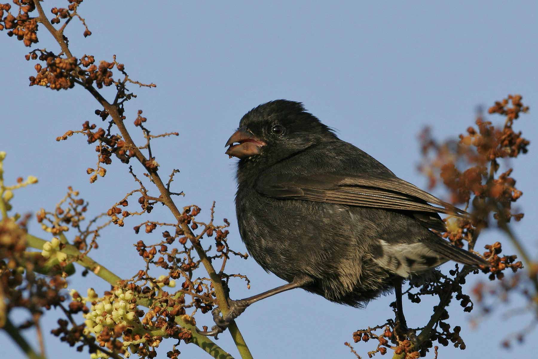 Small Ground Finch (Tortuga Bay, Santa Cruz)