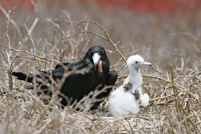 Great Frigatebird (North Seymour)