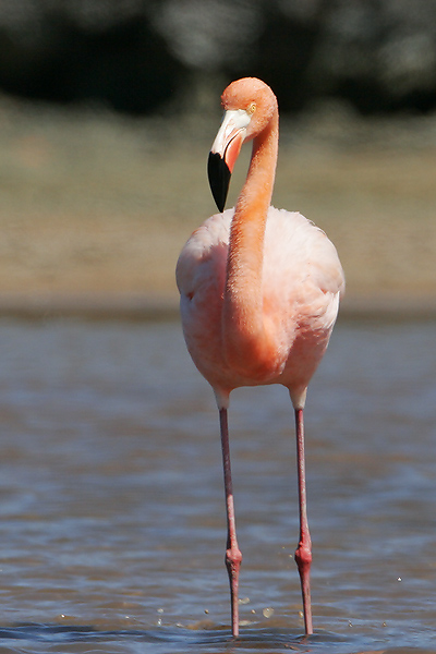 Greater Flamingo (Santa Cruz)