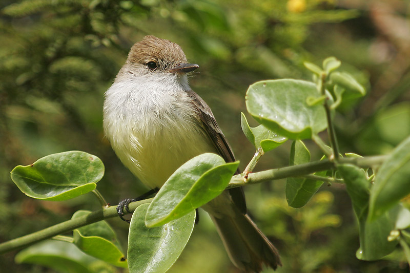 Galapagos Flycatcher (Santa Cruz)