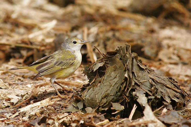 Yellow Warbler (Santa Cruz)