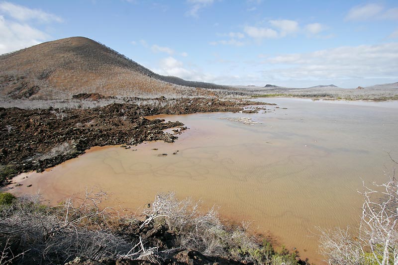 Flamingos Lagoon (Punta Cormorant, Floreana)