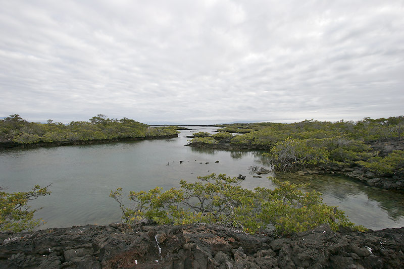 Landscape (Punta Moreno, Isabela)