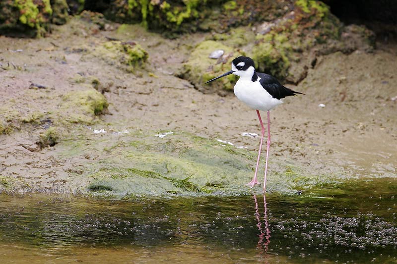 Black-necked Stilt (Punta Moreno, Isabela)