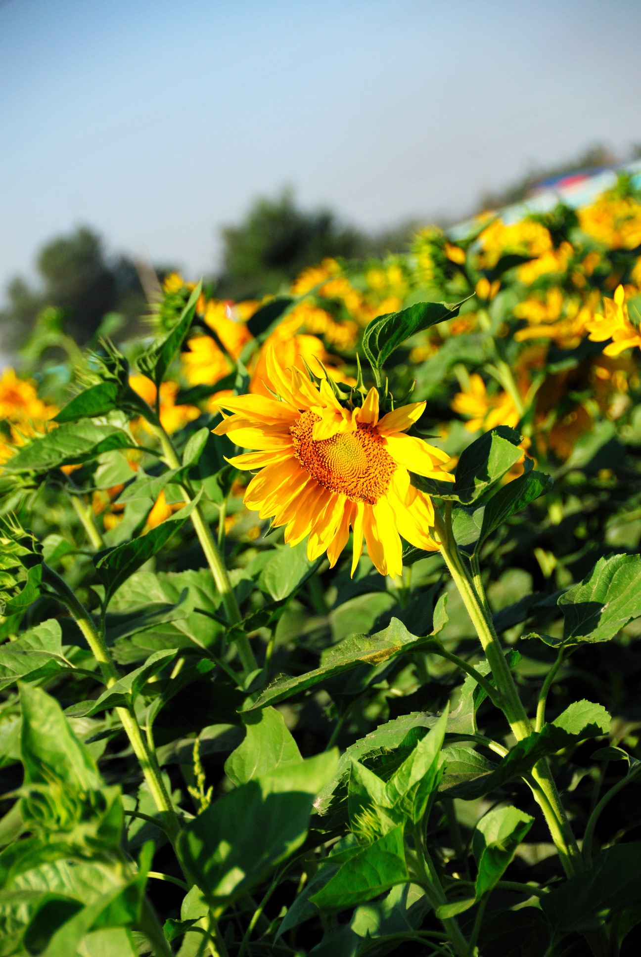 DSC_9543_resize.jpg