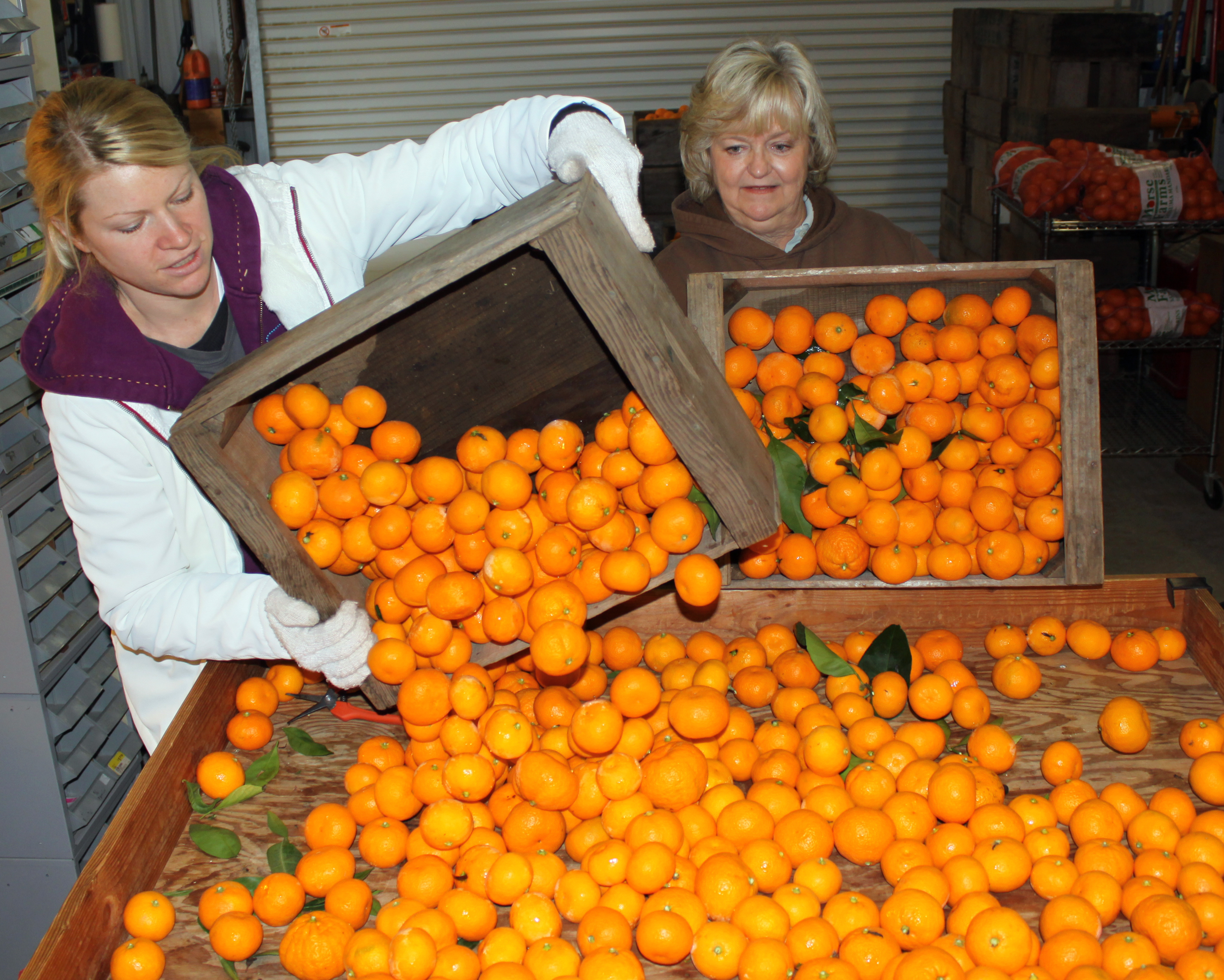 Kimberly Reese and Glennda Morse unload a couple of crates of mandarins onto the cleaning and sorting station