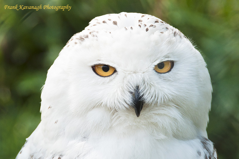 Snowy Owl.jpg