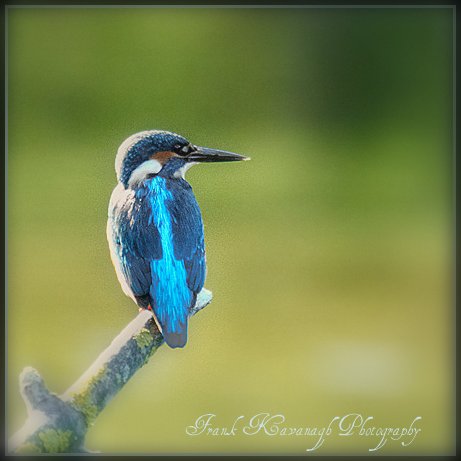 The Kingfisher.jpg