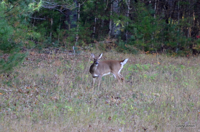Doe on the Loop 2