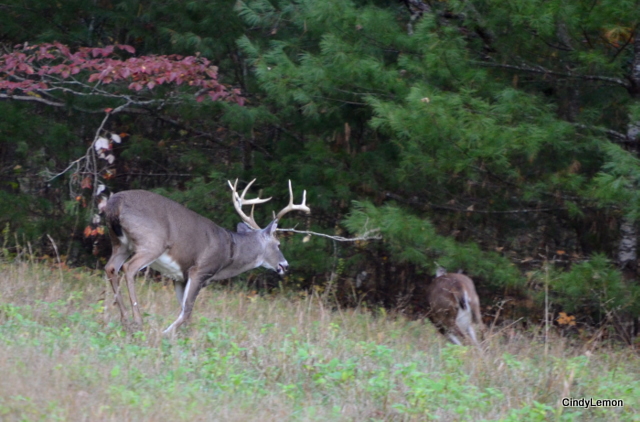 Buck and Doe