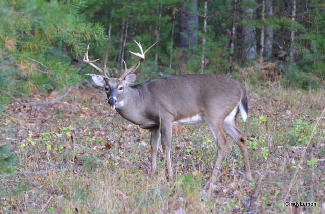 Buck with Branch 4