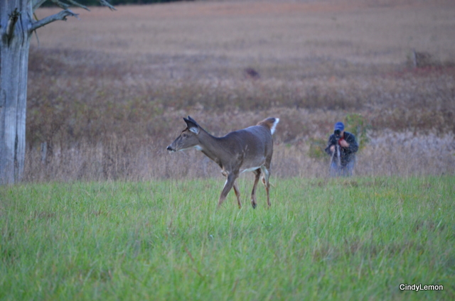 Deer by the Barn