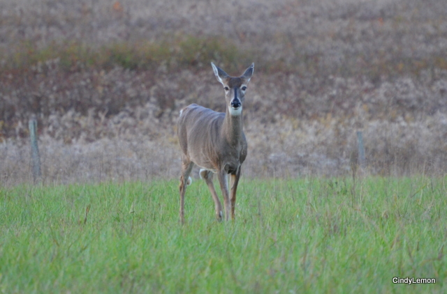 Doe in the Field