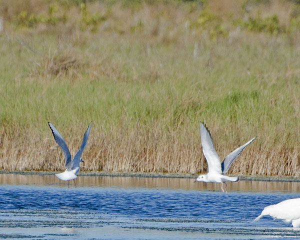 Bonapartes Gull at Merritt Island NWR