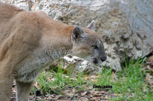 Florida Panther - Homosassa Springs